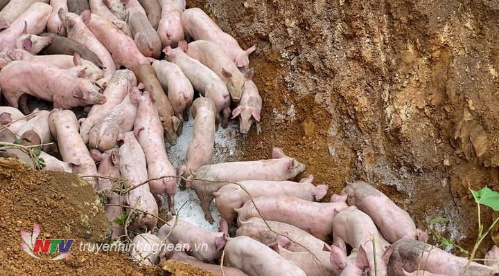 Đàn lợn được tập hợp lại 1 chổ và sử lý tránh lâu lạn dịch bệnh.