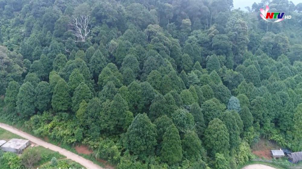 Phong trào trồng rừng của người Mông Kỳ Sơn