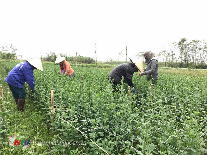 Để có những bông hoa đẹp nhất, người làm vườn đã cắt bỏ các nụ mọc dưới thấp