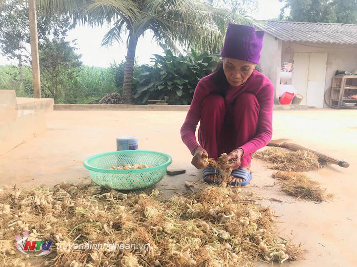 Nhiều người dan chọn giải pháp bán củ khô.