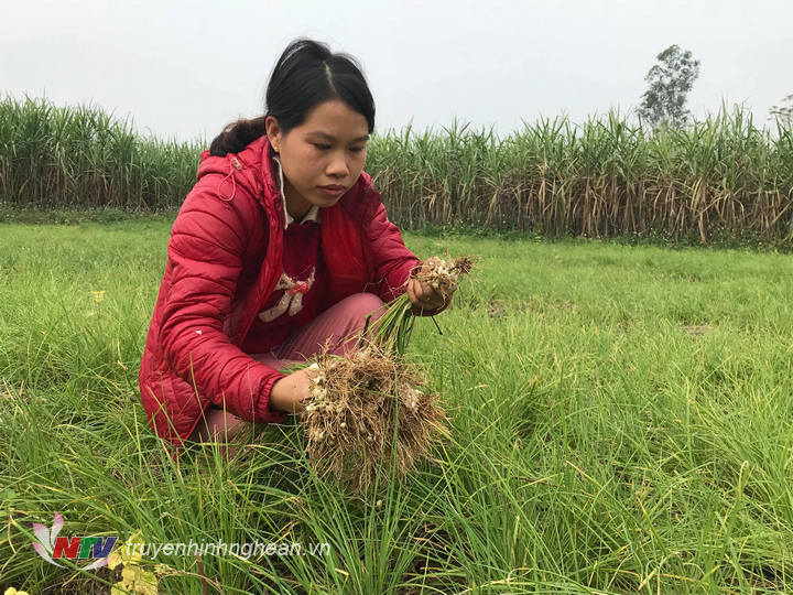 Chị Nguyễn Thị Thu Hiền – Xóm 21 đang choj những cu to để  thu hoạch.