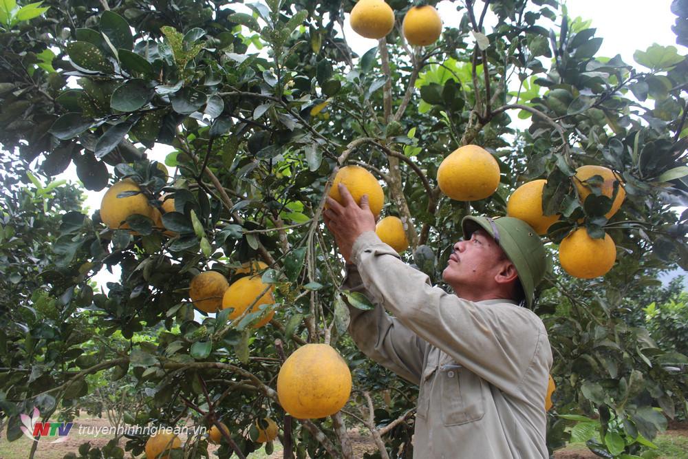 Nông dân Con Cuông tất bật chăm sóc bưởi, quất để cung ứng thị trường Tết Nguyên đán.