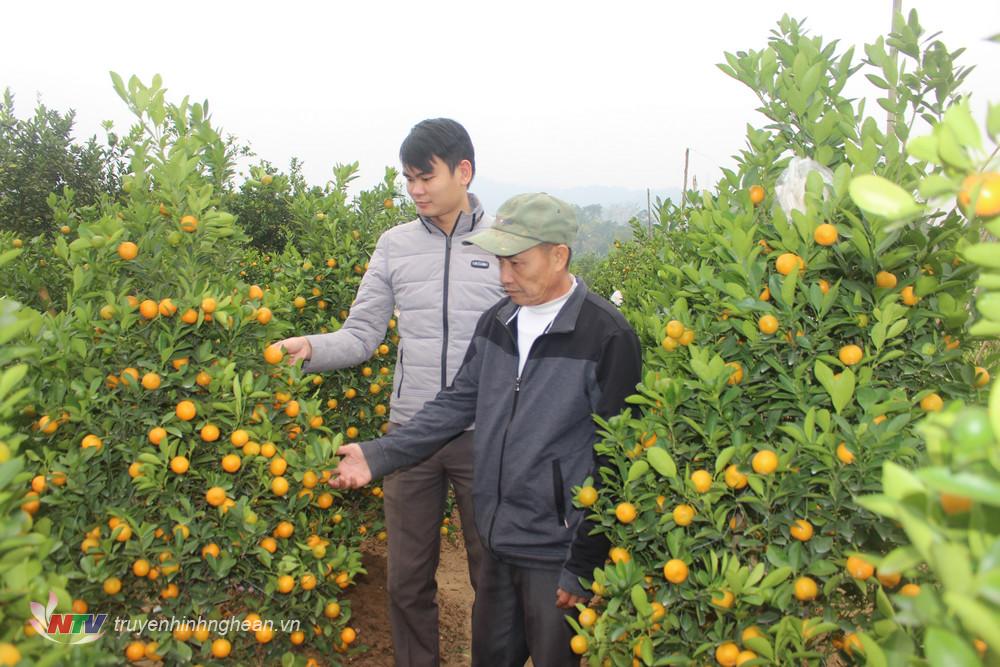Hiện tại các nhà vườn đã có khách đến đặt chọn mua cây.