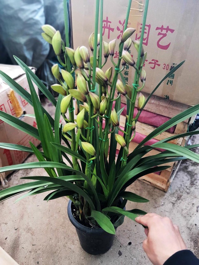 Hoa lan Trung Quốc thâm nhập thị trường PG 88 Nổ Hũ