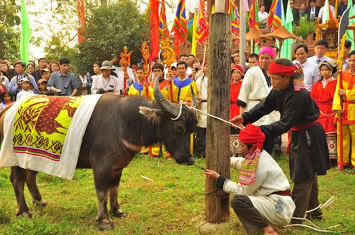 Nghi thức chém trâu ở lễ hội đền Chín gian được thay bằng hình thức chém tượng trưng.