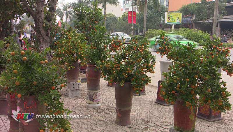 Cây quất tạo thế hút khách.