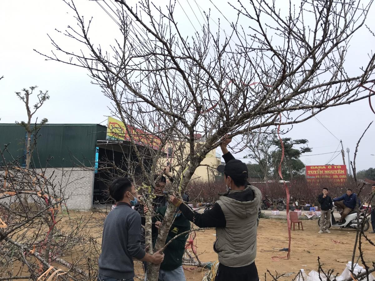 Đào được “tuyển” rất kỹ nên dù giá có cao vẫn hút khách.