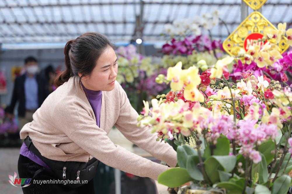 Những chậu lan đa dạng về kích thước, mẫu mã, màu sắc cũng như mức giá để người dân lựa chọn.