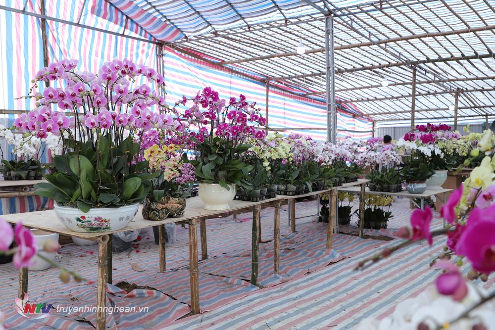 Một điểm bán lan trên Đại lộ Lê Nin.
