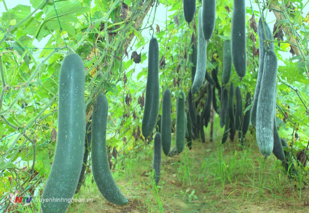, năng suất đạt gần 2 tấn/sào