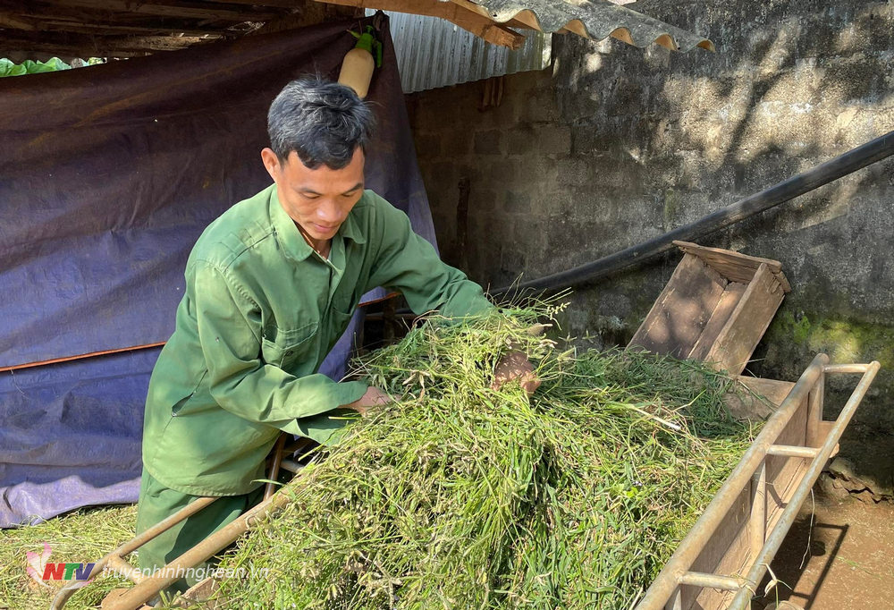 Nguồn cỏ được người dân tích trữ
