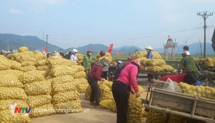 Người dân gom nông sản để nhập cho công ty thu mua.