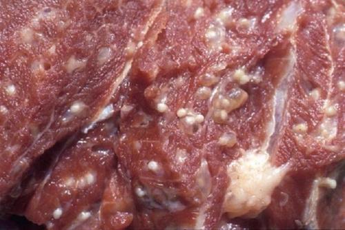  Người dân không nên sử dụng thịt lợn ốm để chế biến thực phẩm. 
