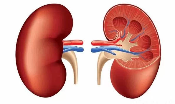Uống nước khi đói ngăn ngừa sỏi thận và nhiễm trùng bàng quang.