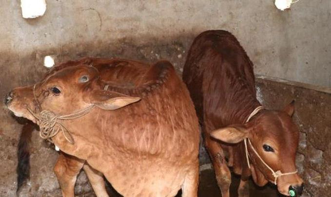 bệnh viêm da nổi cục