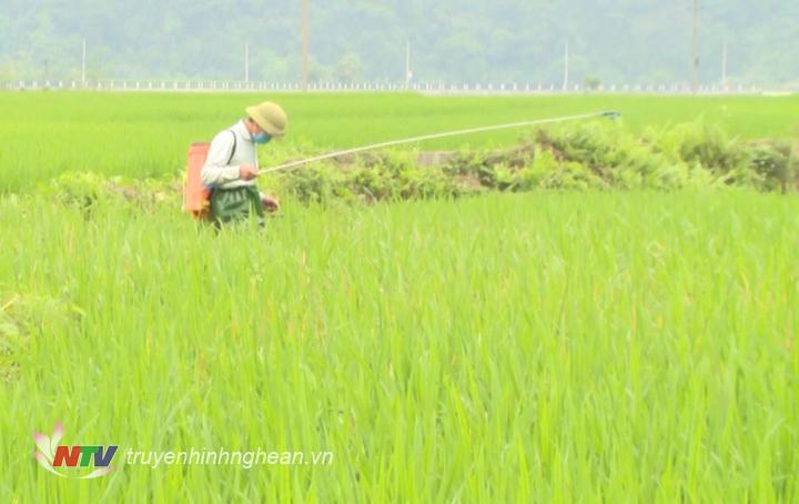 Nông dân Tiến hành phun trừ bằng các loại thuốc đặc hiệu nhằm đảm bảo cho cây lúa tiếp tục sinh trưởng và phát triển tốt