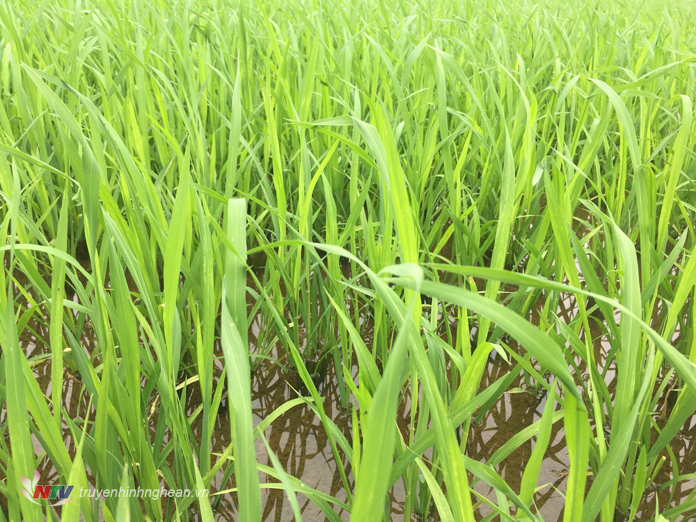 1.Cán bộ huyện và Trung tâm dịch vụ nông nghiệp Đô Lương kiểm tra lúa vụ Xuân