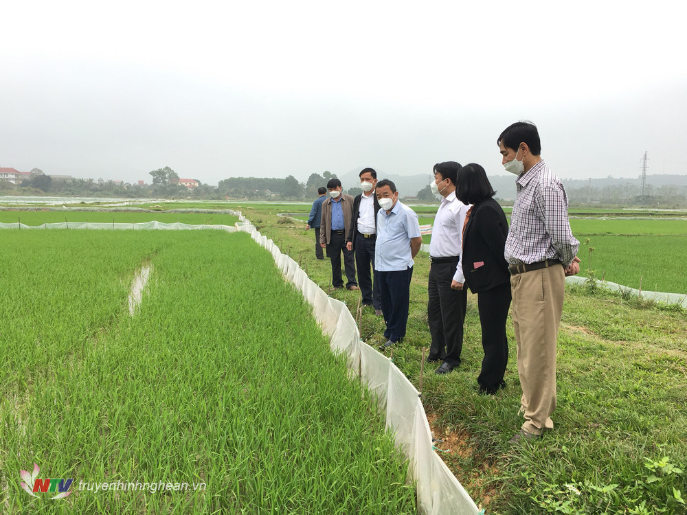Đoàn kiểm tra đã đi thực tế tại một số xã trên địa bàn huyện để kiểm tra lúa vụ Xuân. 
Qua đánh giá, huyện Đô Lương đã chỉ đạo, triển khai việc sản xuất lúa vụ Xuân hiệu quả, mặc dù thời tiết năm nay không thuận lợi, diện tích lúa gặp rét đậm rét hại, giá vật tư phân bón tăng cao. Hiện lúa sinh trưởng tốt, kể cả trên diện tích lúa vụ bị ngập nước.
Tiếp đó, đoàn đã đến mô hình trồng chuối ở xã Thuận Sơn, kiểm tra việc thực hiện kỹ thuật chăm sóc cây sau khi có sự chuyển giao của chủ đầu tư. Ngoài việc kiểm tra về kỹ thuật chăm trồng, đoàn đã tư vấn về đầu ra của sản phẩm, qua đó góp phần duy trì, phát triển mô hình.
Tại xã Trung Sơn, đoàn đã đến mô hình trồng bí xanh của ông Nguyễn Phùng Khởi. Vụ bí xanh năm nay, năng suất đạt 50 tấn/ha. Giá xuất bán cao hơn các năm trước, hiện đang ở mức 10 ngàn đồng/kg, trung bình cả vụ 6 ngàn đồng/kg. 
Dịp này, đoàn cũng đã đến PG88 link tải TNHH Hà Dương Minh, chuyên kinh doanh các sản phẩm thảo dược như: Túi lọc chăm sóc da, túi lọc tắm cho trẻ nhỏ, túi lọc thảo dược, xông phụ khoa, nước lau sàn sả chanh, tinh chất cỏ hội, tinh dầu sả… Hiện sản phẩm đã cung cấp cho thị trường trong nước và một số nước trong khu vực.
Ngoài việc kiểm tra các mô hình nông nghiệp, đoàn đã đi khảo sát một số vùng trồng cây tràm để hướng đến việc triển khai trồng cây tràm lấy tinh dầu. Trước mắt sẽ tiển khai tại xã Bài Sơn 40 ha, Hòa Sơn 40 ha, Tràng Sơn 20 ha.
Theo đánh giá của đoàn kiểm tra, huyện Đô Lương đã duy trì và sản xuất hiệu quả các mô hình nông nghiệp và đáp ứng về diện tích mô hình trồng cây tràm lấy tinh dầu.