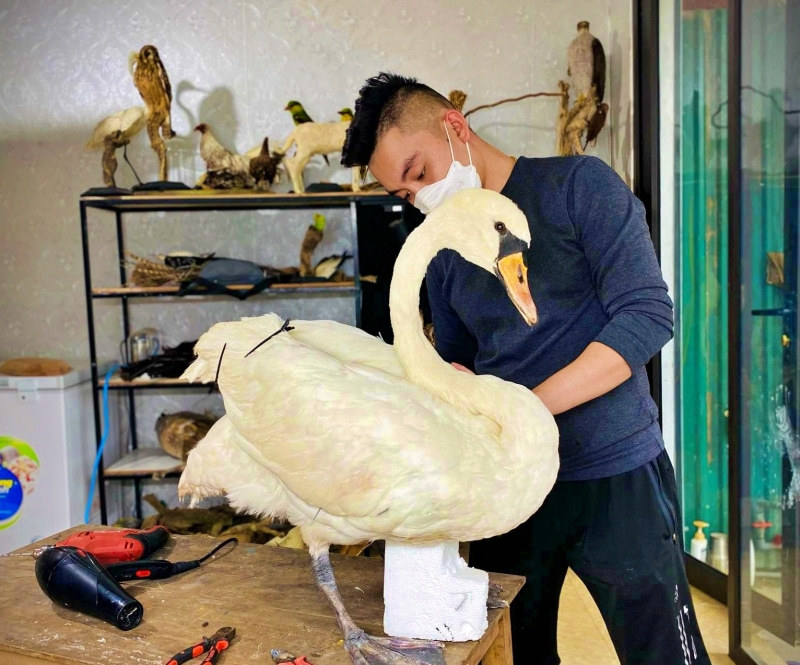 Hoàng Anh đang hoàn tất tiêu bản thiên nga.