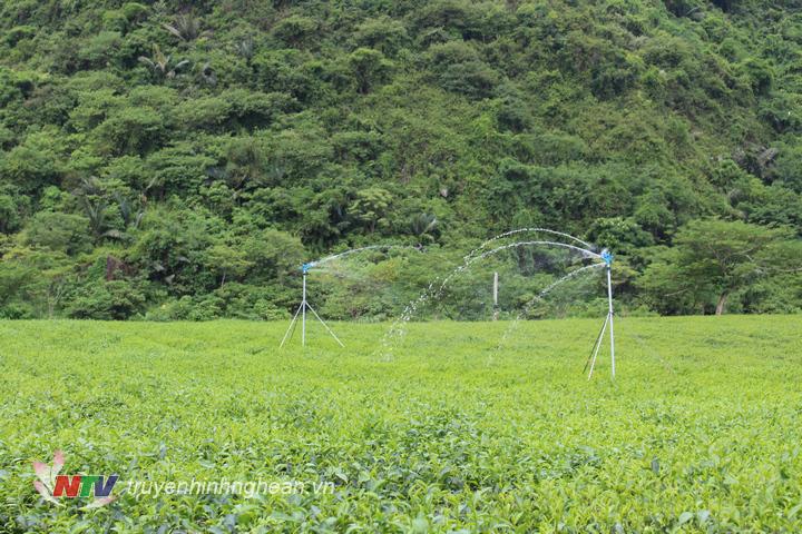 ​  Hệ thống béc không chỉ giúp chống hạn cho cây hiệu quả mà còn giúp tiết kiệm nguồn nhân lực, chi phí sản xuất.  ​