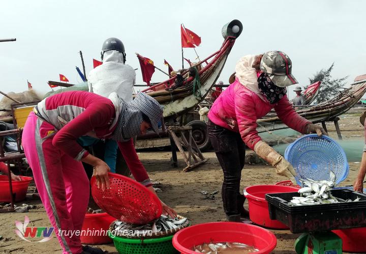 lượng cá trích khoảng 10 tấn/ngày ngoài tiêu thụ với giá từ 1-1,5 triệu đồng/tạ tại các chợ thì nhiều cơ sở còn thu mua về làm chượp chế biến nước mắm, làm bột cá phục vụ chăn nuôi. 