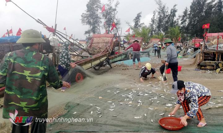 Những mẻ cá trích tươi xanh óng được gỡ khỏi lưới để kịp bán chợ.