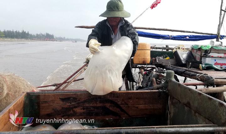 Ra khơi từ lúc 4 giờ sáng, khai thác cách bờ khoảng 4 hải lý và cập bến lúc 8 giờ sáng, bè của ngư dân Nguyễn Xuân Khánh ở xóm Tiền Tiến, xã Diễn Kim khai thác được 6 tạ sứa. Ngay khi về cập bờ biển, toàn bộ sứa được chủ cơ sở chế biến thu mua tại chỗ với giá 100.000 đồng/tạ.