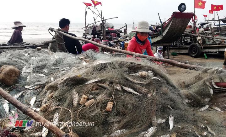 Cùng với những bè sứa khẩn trương nhập cho các chủ cơ sở chế biến, nhiều ngư dân chuyên đánh bắt cá trích cũng tất bật với công việc sau khai thác của mình.