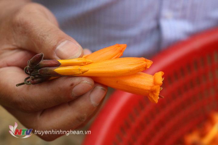 Những bông hoa Đoọc Pịt có màu vàng rực sẽ được chọn nhặt về sử dụng.