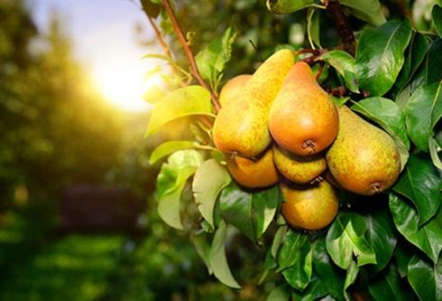 Lê: Lê thường chưa chín hẳn khi bạn mua về, do đó hãy để chúng ở nhiệt độ phòng. Khi đầu quả lê có cảm giác hơi mềm, bạn có thể ăn chúng. Lê ăn được trong vòng 5 ngày nếu bạn bảo quản trong tủ lạnh.