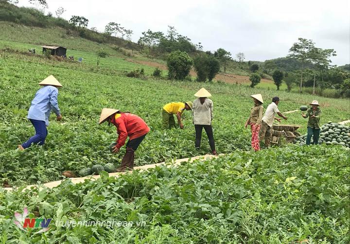 Nông dân xã Nghĩa Yên tập trung thu hoạch dưa hấu.