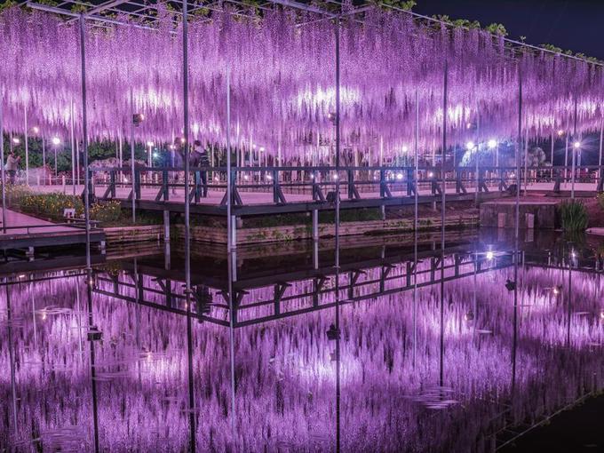 Du khách di chuyển tới hoa viên Ashikaga bằng tàu điện là tiện nhất. Gần nhất là ga Tomida thuộc tuyến thuộc tuyến JR Ryomo Line, từ nhà ga tới hoa viên đi bộ khoảng 13 phút.  Ngoài ra, từ ga Ashikaga-shi thuộc tuyến Tobu Isesaki Line có xe buýt đi tới hoa viên. Du khách đi bằng cách này cũng khá thuận tiện với thời gian di chuyển khoảng 30 phút.