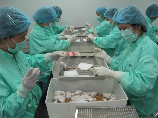 50 chuột thí nghiệm đã được tiêm vaccine dự tuyển Covid-19 ngày 26/4. 