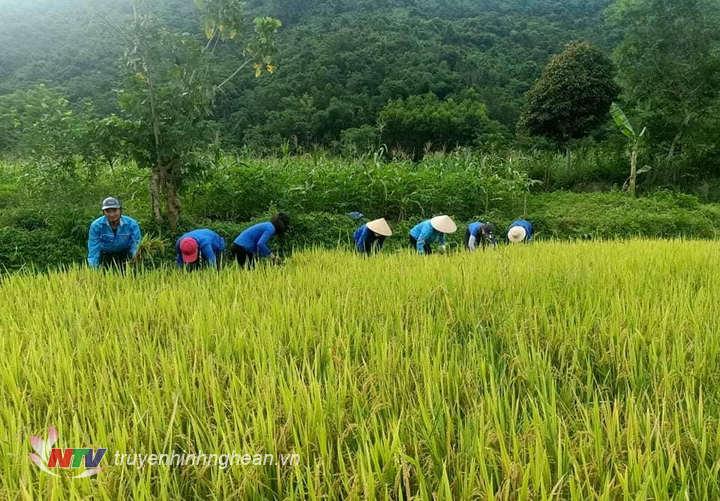 Đoàn viên thanh niên xã Đồng Văn giúp dân thu hoạch lúa.
