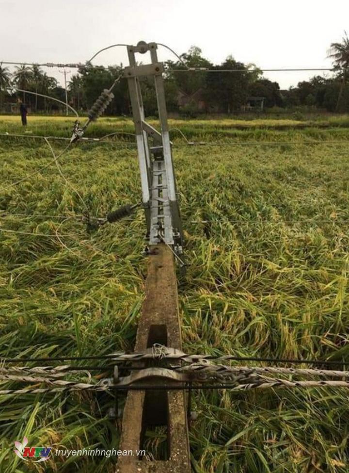 côt điện bị gãy ở giữa đồng ruộng.