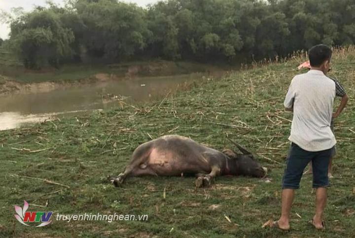 một con trâu bị sét đánh chết