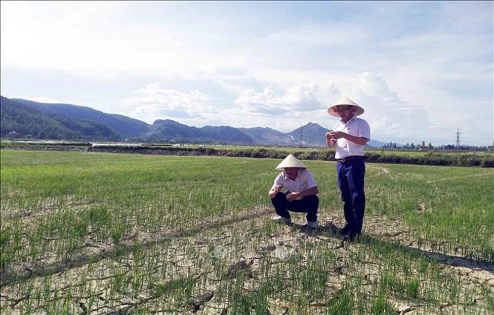 Nhiều diện tích lúa tại các địa phương trên địa bàn tỉnh PG88 go Bắn cá đang có nguy cơ chết khô do nắng nắng hạn kéo dài.