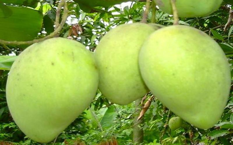 Duy trì chỉ số đường huyết an toàn: Các hoạt tính sinh học trong xoài cụ thể là vai trò của các chất chống oxy hóa giúp cải thiện và ổn định chỉ số đường huyết.