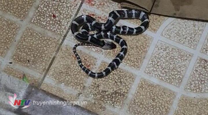 Rắn cạp nia xuất hiện ở nhà tắm một nhà dân ở Đô Lương.