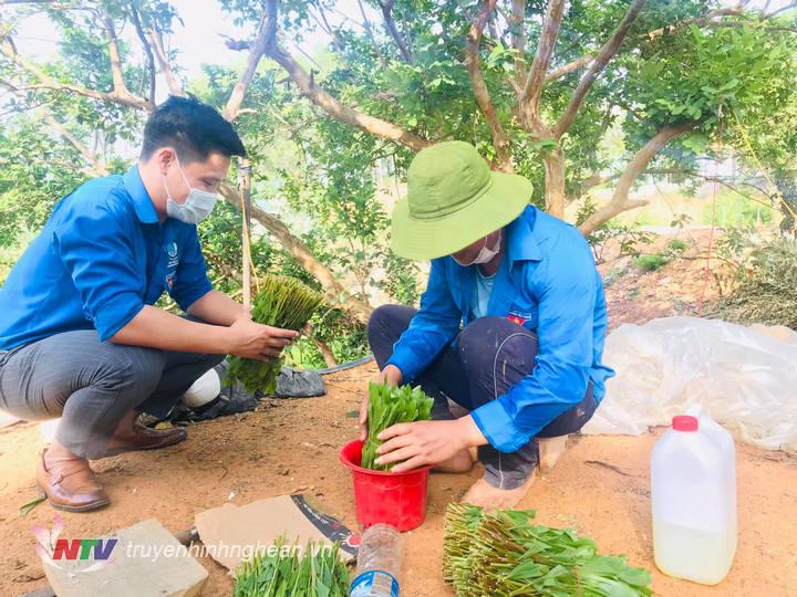 Tuổi trẻ Tân Kỳ ươm giống cây.