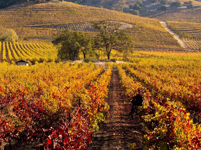 Thung lũng Napa, California (Mỹ): Còn gì tuyệt vời hơn khi được thưởng thức rượu nho trong một không gian thơ mộng.