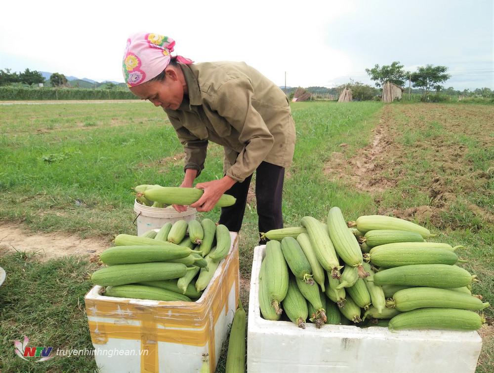 Nông dân Anh Sơn thu hoạch cầm chừng và phải tự tìm đầu ra cho sản phẩm.
