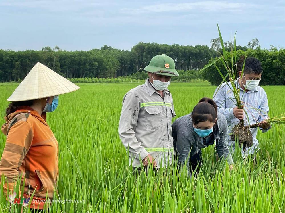 Cán bộ trung tâm nông nghiệp huyện hướng dẫn cho bà con nhận biết các loại sâu bệnh