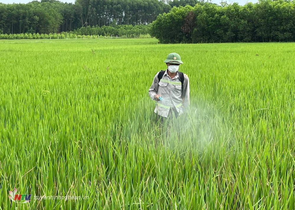 Tranh thủ thời tiết nắng lên, bà con đã ra đồng phụn thuố