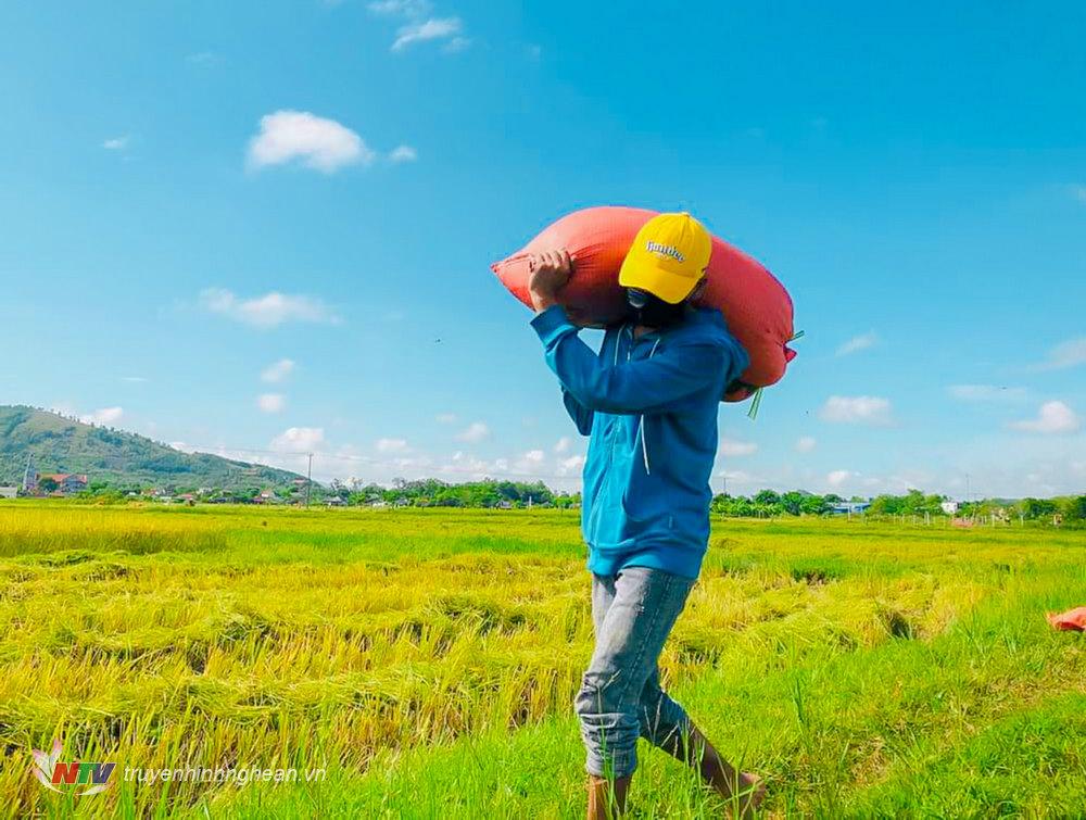 Lực lượng tình nguyện không quản ngại nắng mưa nhiệt tình giúp dân vận chuyển lúa