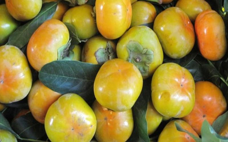 Tăng cường hệ miễn dịch: Nhờ đặc tính của chất chống oxy hóa và phòng chống ung thư, quả hồng giòn cũng hữu ích trong việc tăng cường hệ miễn dịch, giúp cơ thể chống lại vi khuẩn, virus và nhiễm nấm...