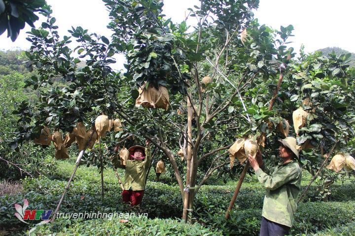 Nông dân Con Cuông trồng xen canh cây bưởi trên đất trồng cây chè.