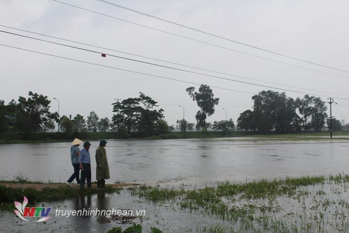Lãnh đạo huyện Hưng Nguyên kiểm tra tình hình ngập úng.
