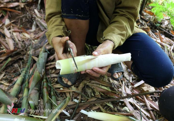 Măng rừng ở Anh Sơn chủ yếu là măng tre, măng nứa, măng mét .
