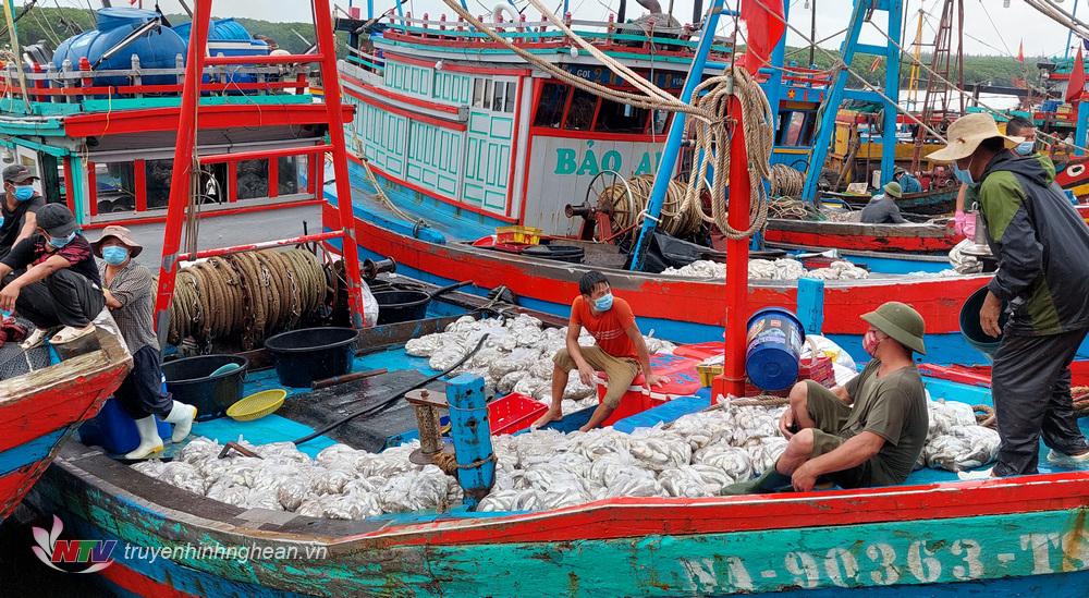 Ngư dân Diễn Châu tranh thủ